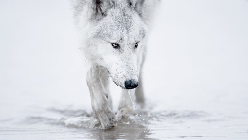 White Wolf Walking — Calm, Winter