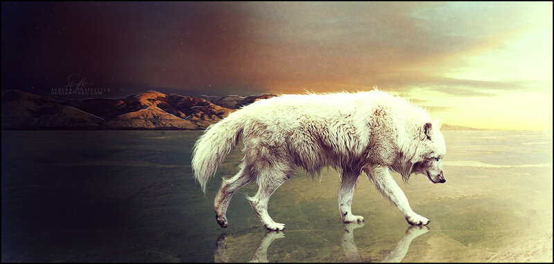 White Wolf Walking — Dramatic