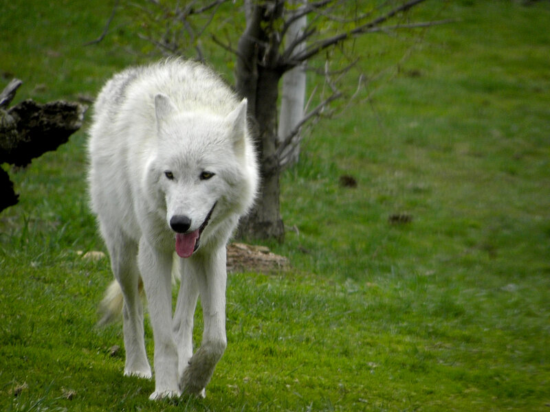 White Wolf Walking — Green, Calm, Spring