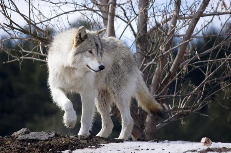 White Wolf Walking — Natural