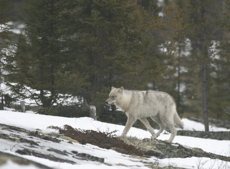 White Wolf Walking — Natural, Winter, Photograph