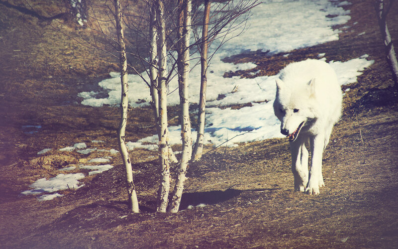 White Wolf Walking — Natural, Winter