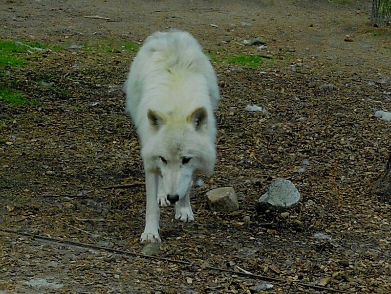 White Wolf Walking — Neutral
