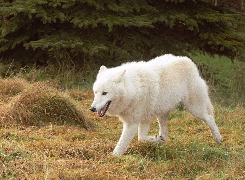 White Wolf Walking