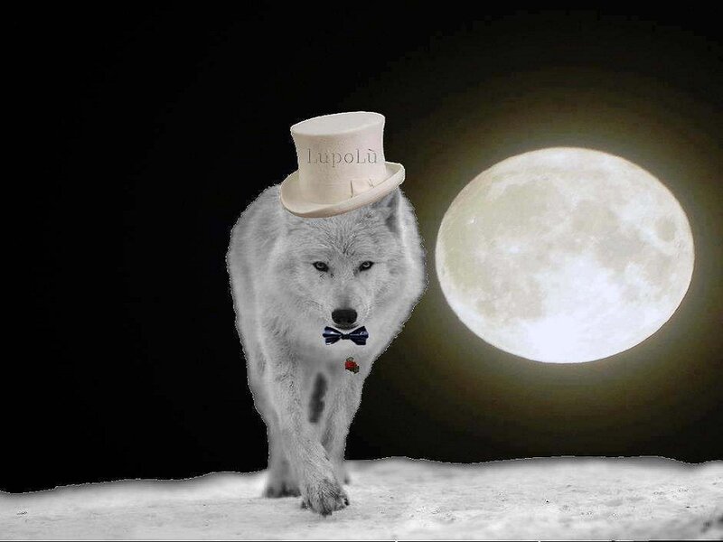 White Wolf Wearing Hat