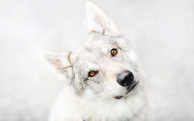 White Wolf with Amber Eyes — Calm