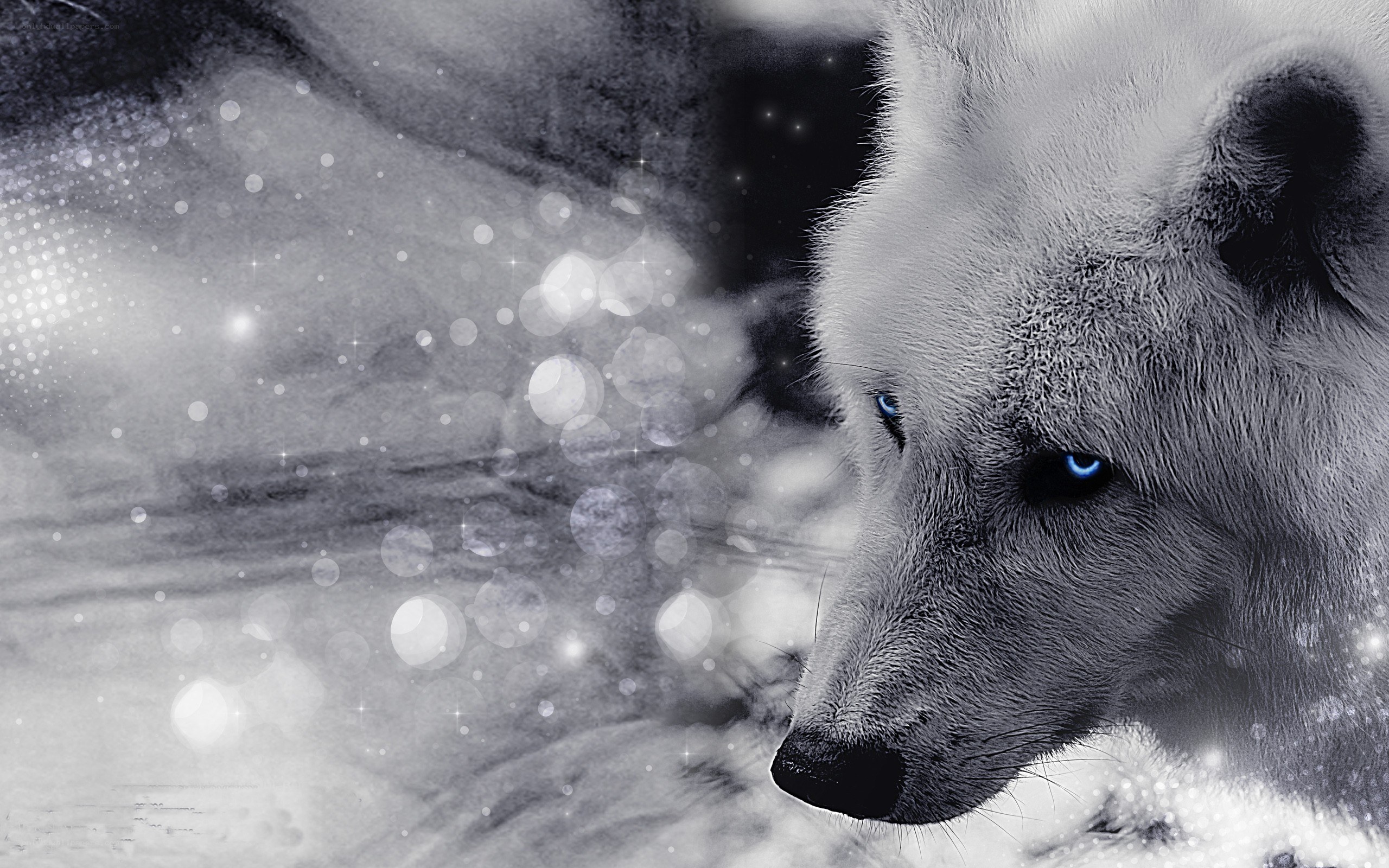 white wolf with blue eyes