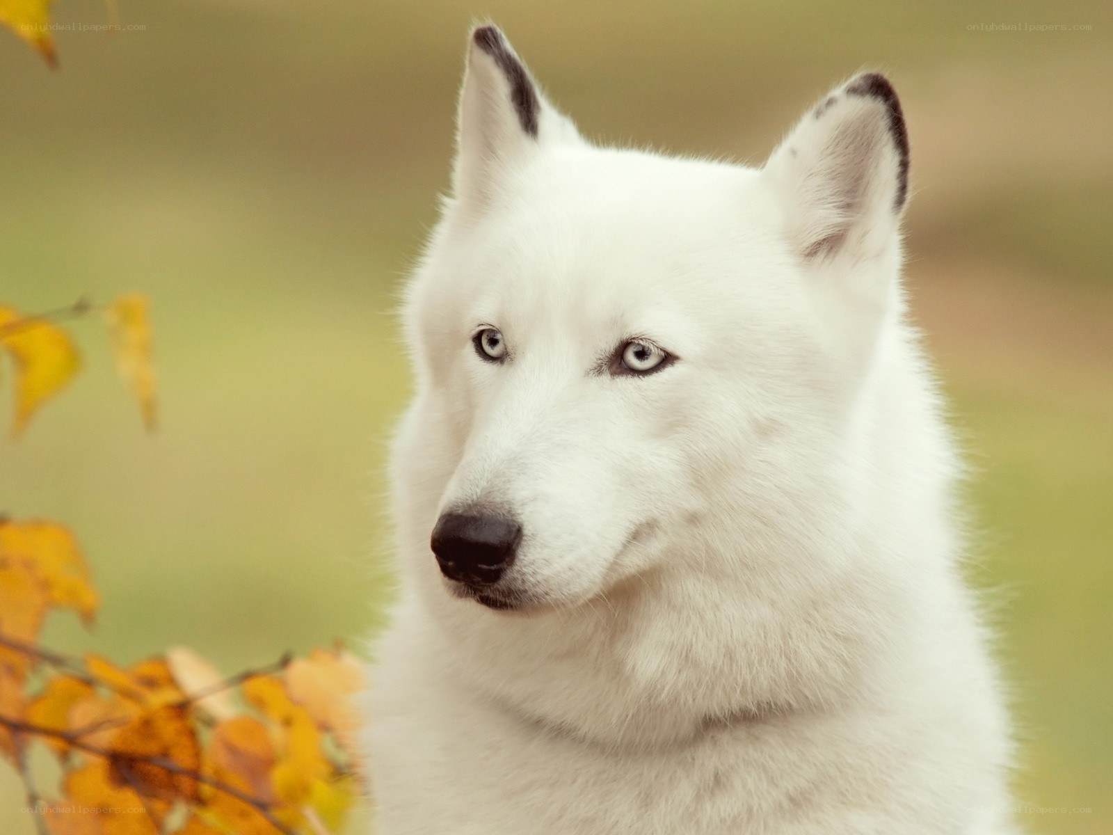 white wolf with blue eyes