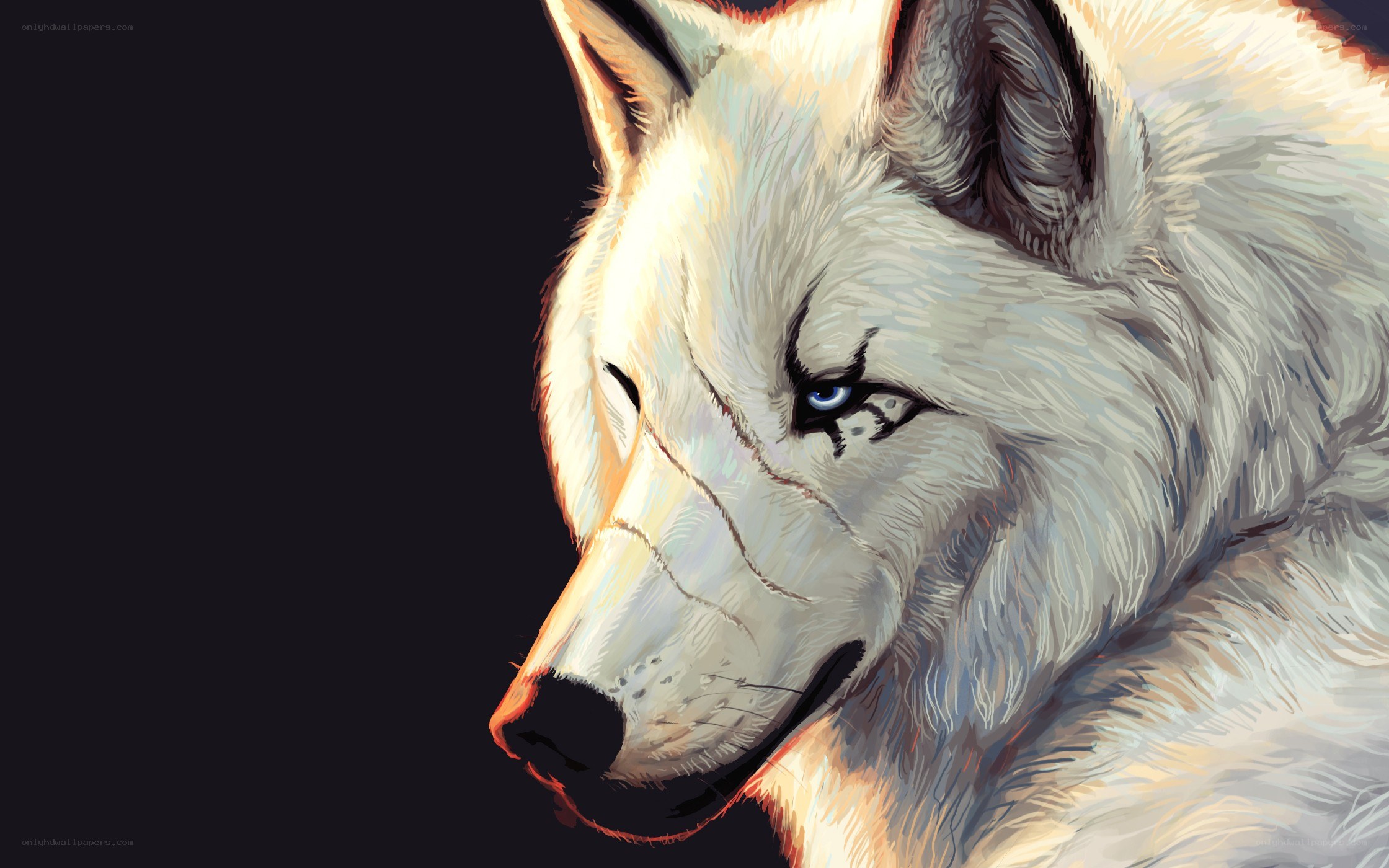 white wolf with blue eyes