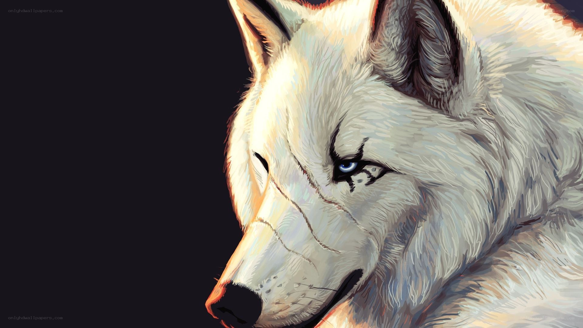 white wolf with blue eyes