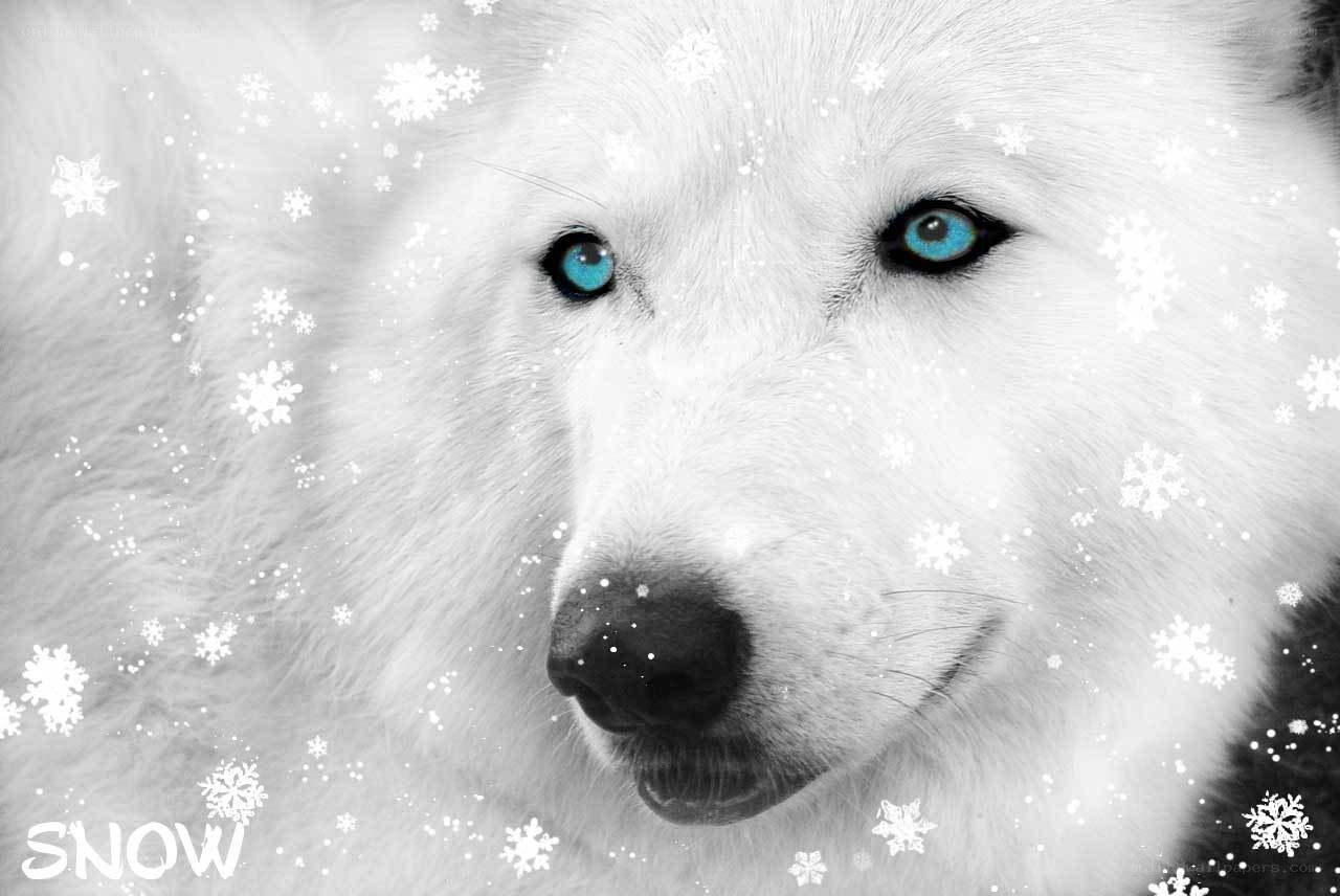 White wolf with blue eyes