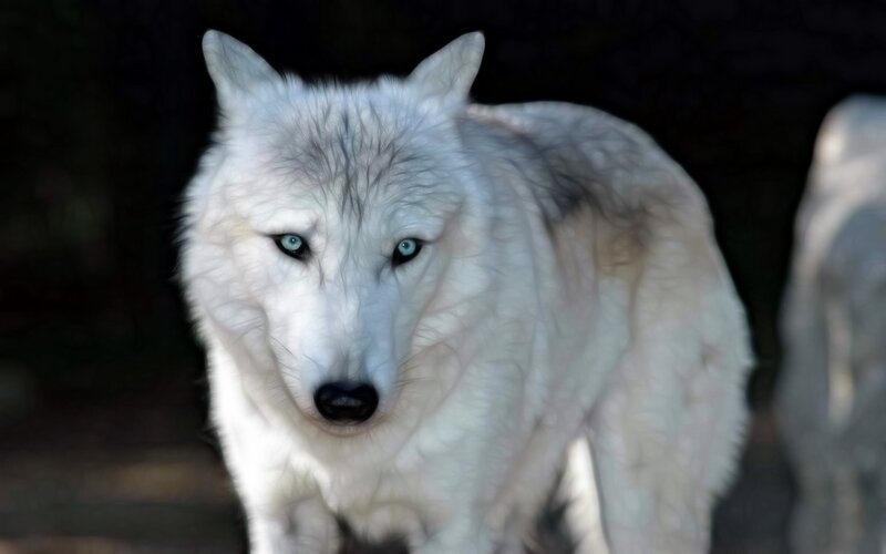 white wolf with blue eyes