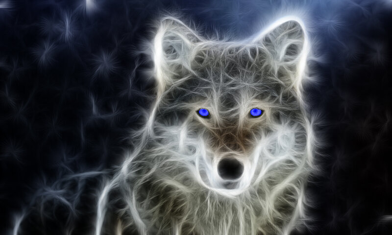White Wolf with Blue Eyes — Black