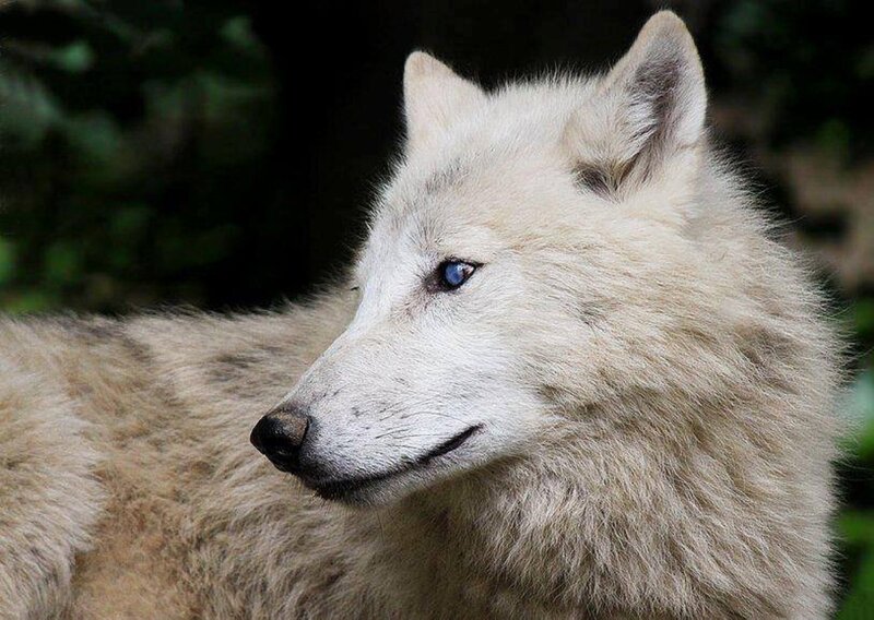 White Wolf with Blue Eyes — Calm, Photograph, Forest