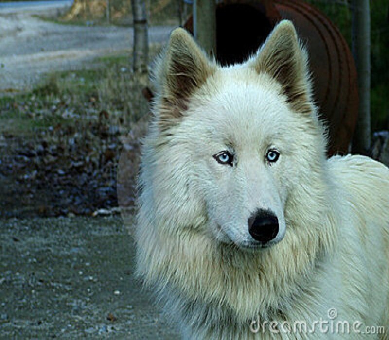 White Wolf with Blue Eyes — Calm, Photograph