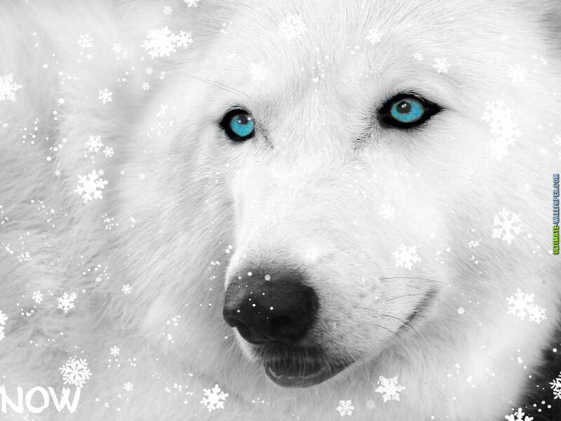 White Wolf with Blue Eyes — Calm