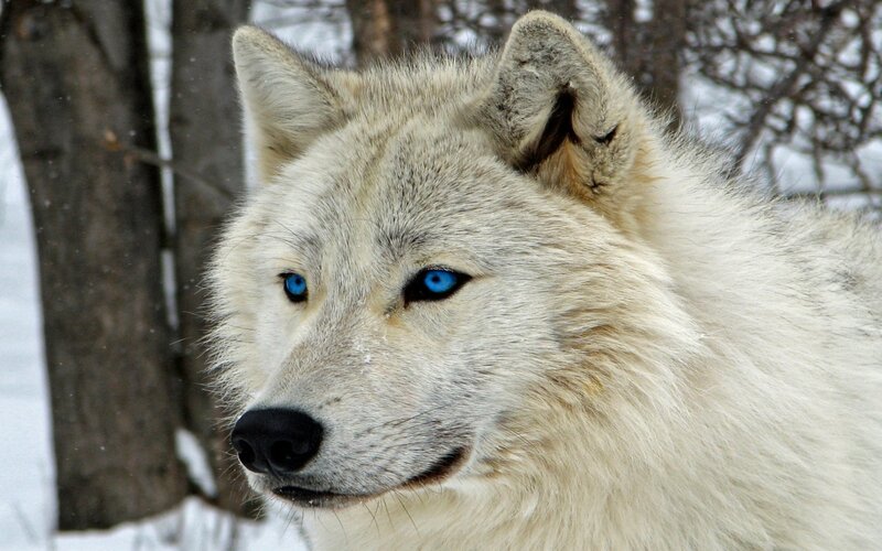 White Wolf with Blue Eyes — Calm, Winter, Photograph