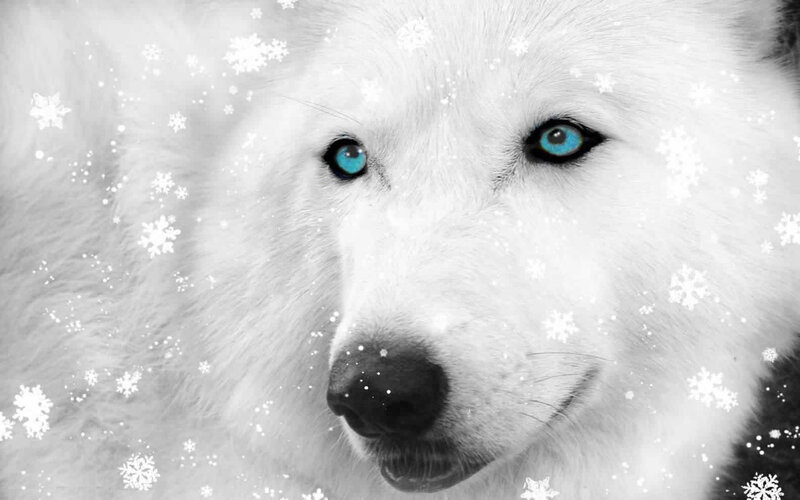 White Wolf with Blue Eyes — Calm, Winter