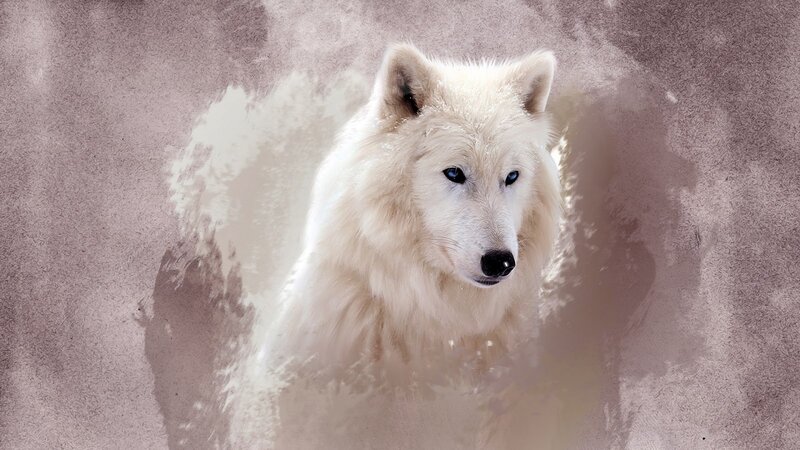 White Wolf with Blue Eyes — Dramatic, Digital Art, Snow