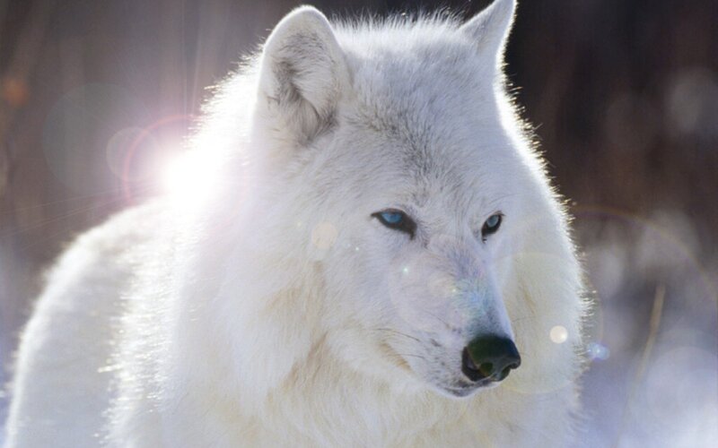 White Wolf with Blue Eyes — Dramatic, Winter