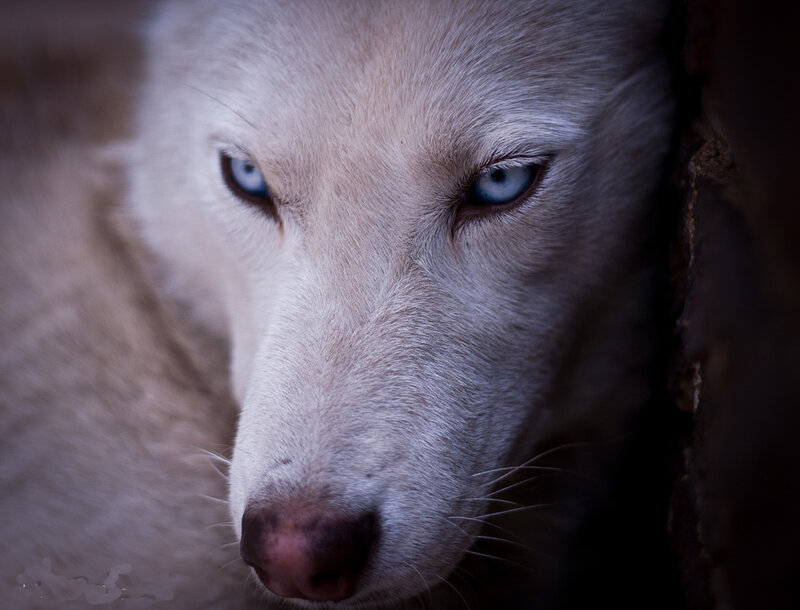 White Wolf with Blue Eyes — Intense, Photograph, Nose