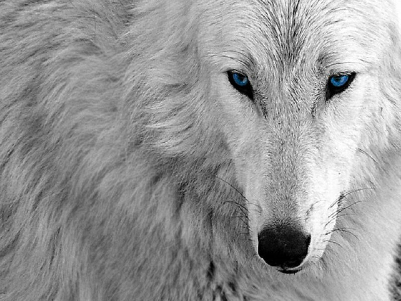 White Wolf with Blue Eyes — Intense, Photograph