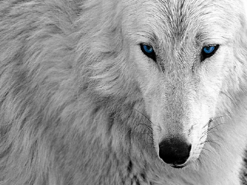 White Wolf with Blue Eyes — Intense
