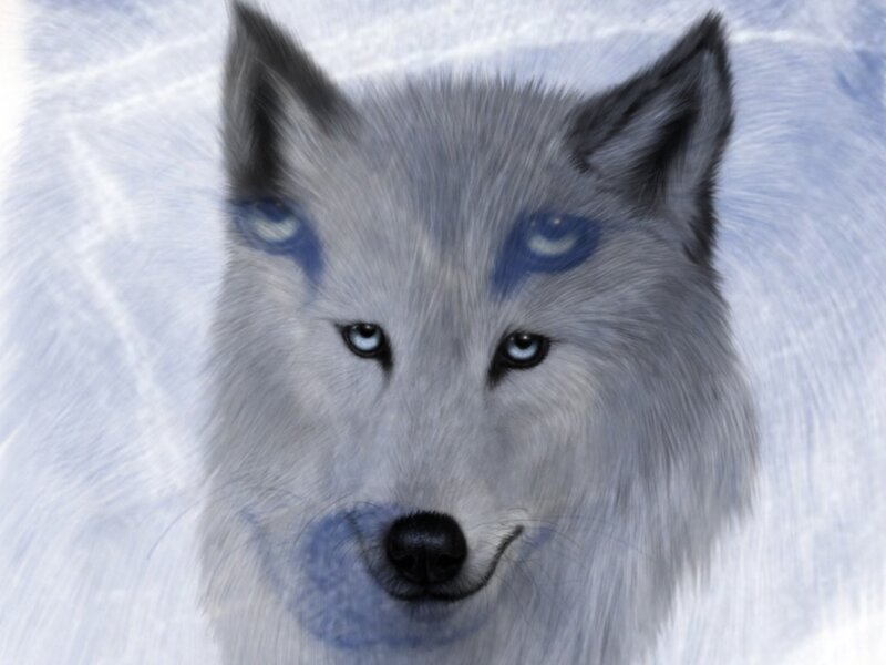 White Wolf with Blue Eyes — Intense, Winter