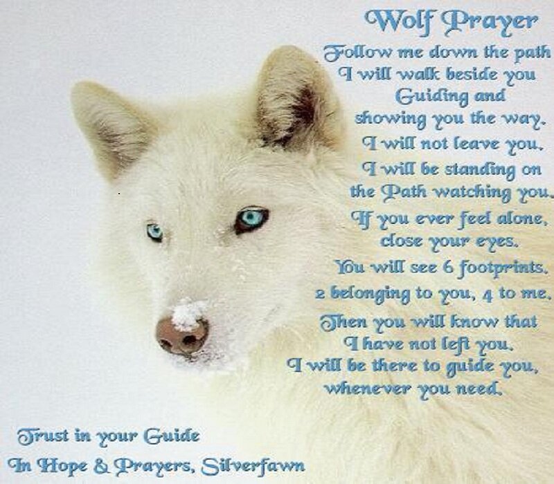 White Wolf with Blue Eyes — Serene