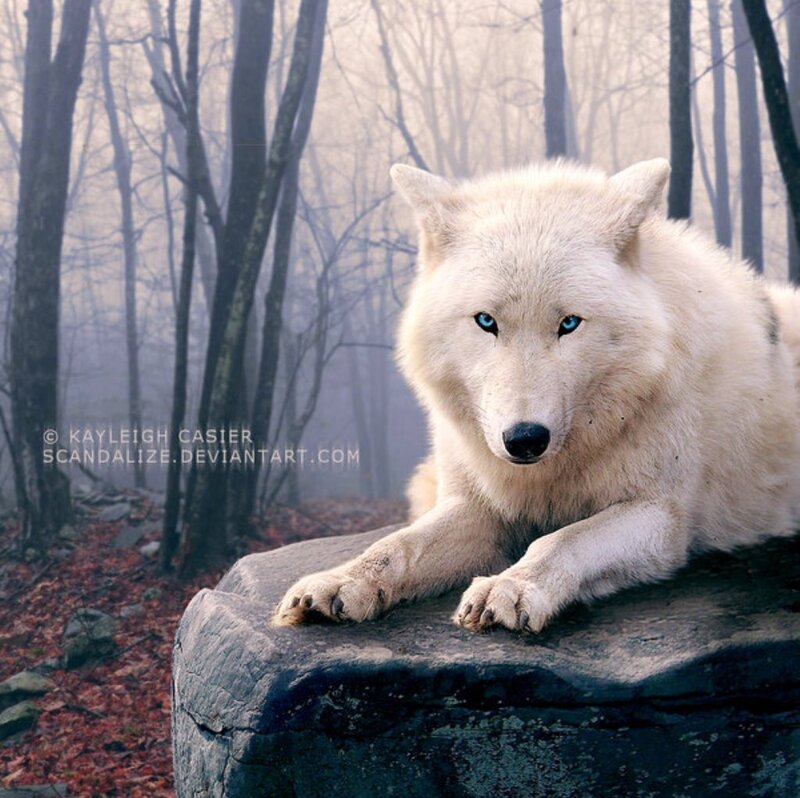 White Wolf with Blue Eyes — Serene, Winter