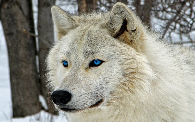 White Wolf with Blue Eyes — Serious