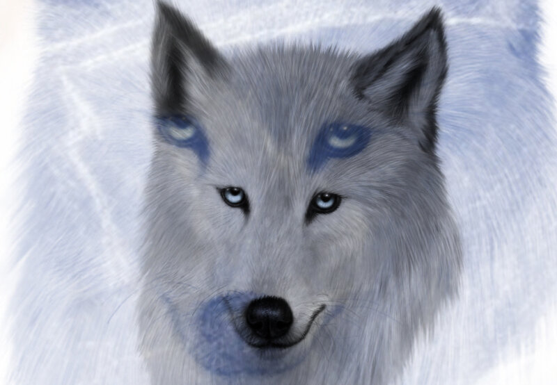 white wolf with blue markings