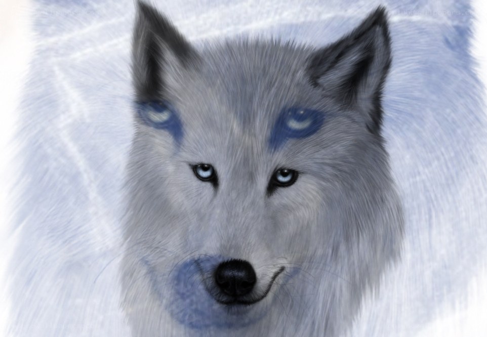 white wolf with blue markings