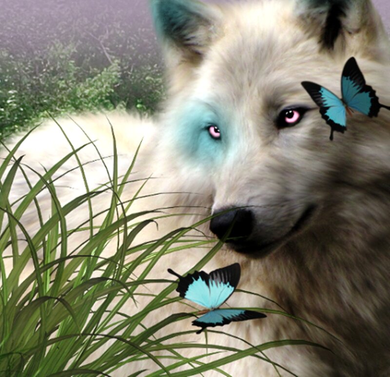 White Wolf with Butterflies — Serene