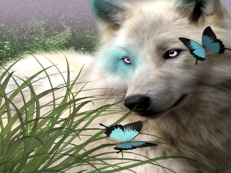 White Wolf with Butterflies