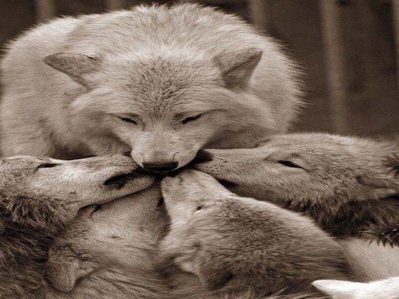 White Wolf with Cubs — Gray