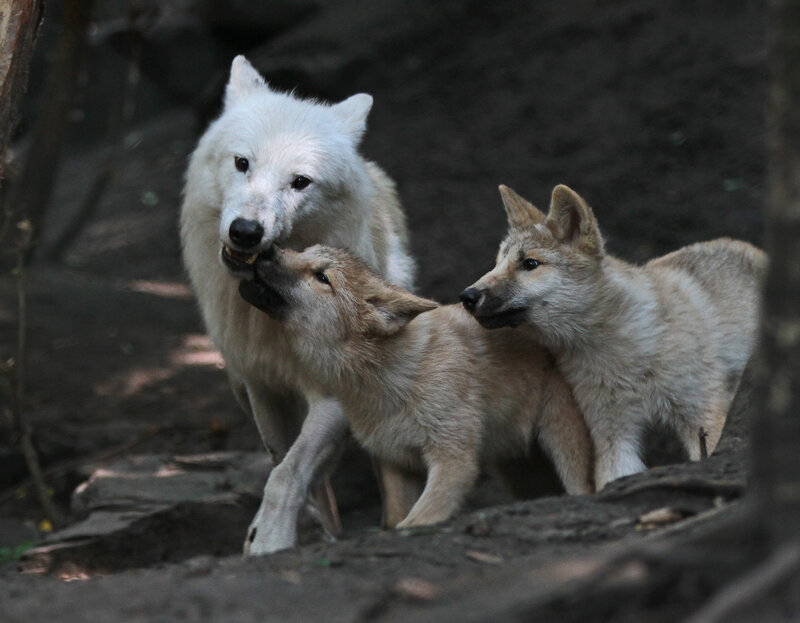 White Wolf with Cubs — Natural