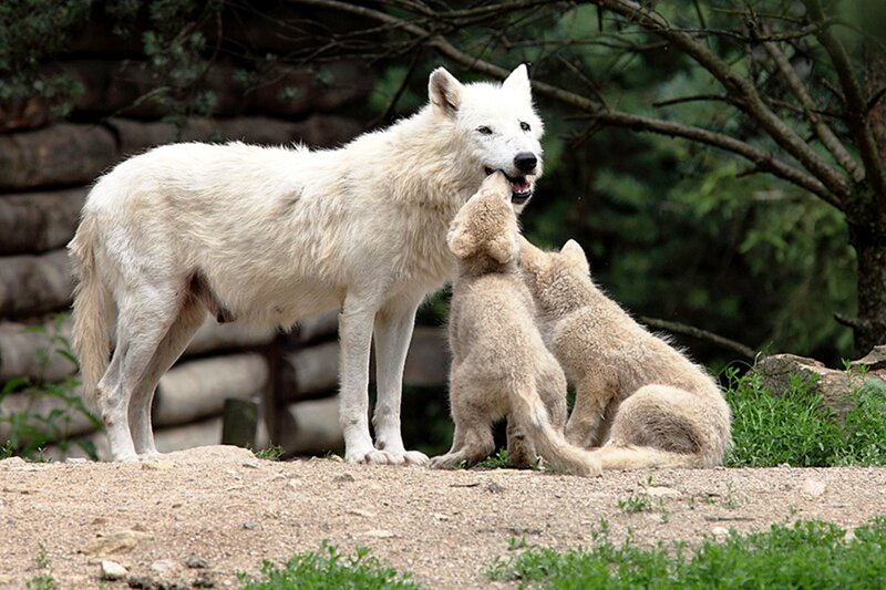 White Wolf with Cubs