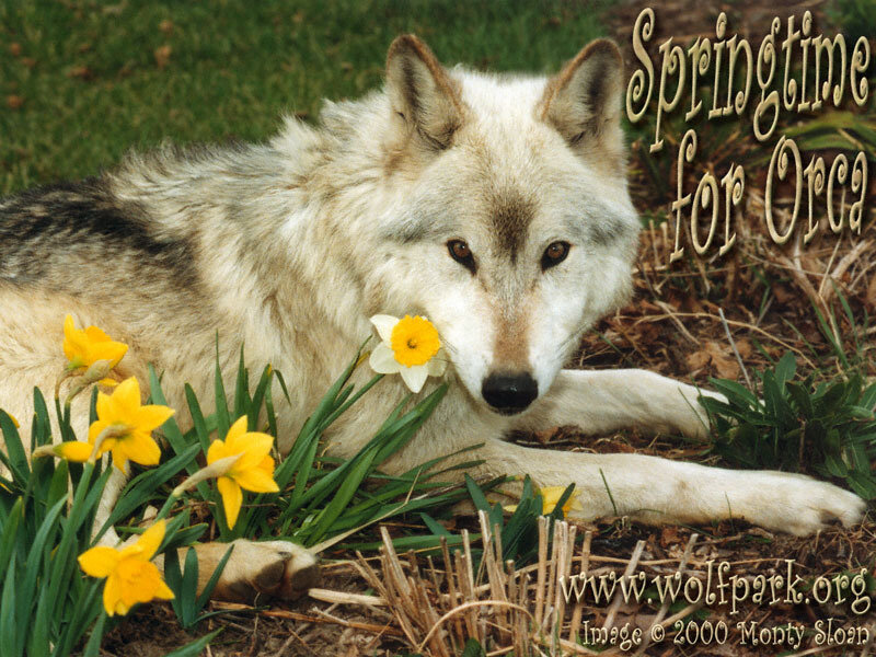White Wolf with Daffodils
