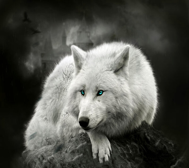 White Wolf with Glowing Eyes — Black
