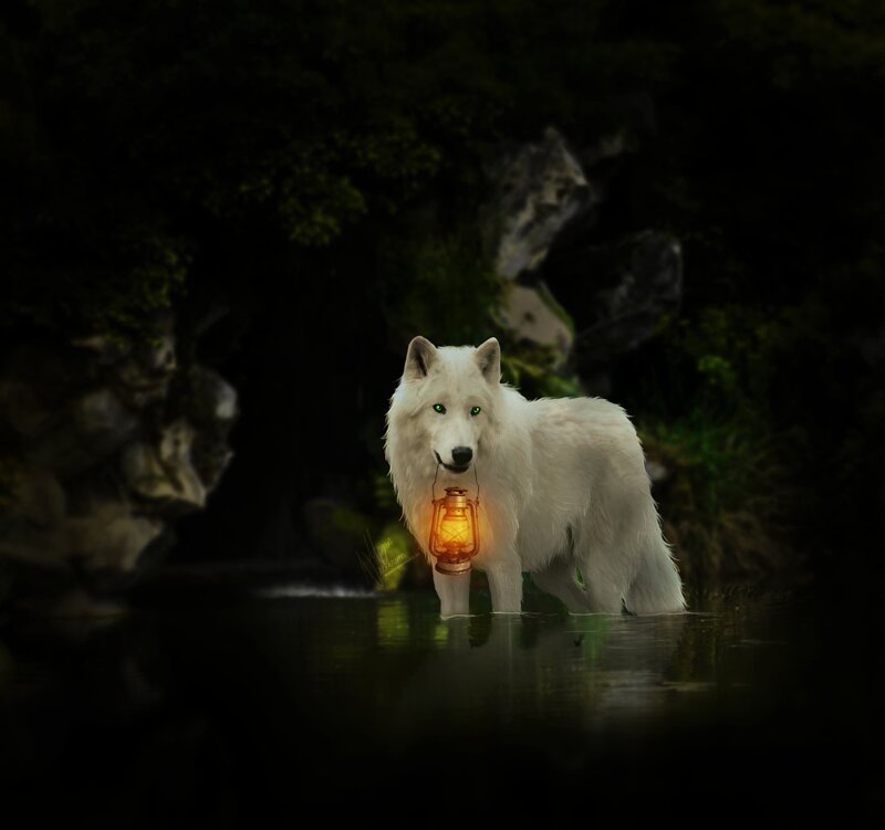 White Wolf with Lantern