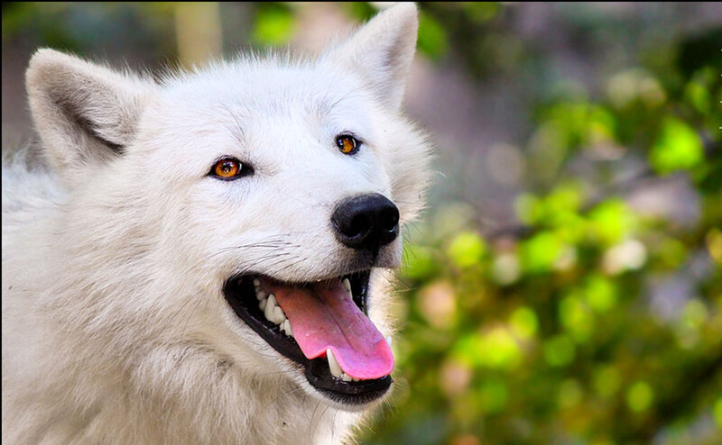 White Wolf with Open Mouth — Alert