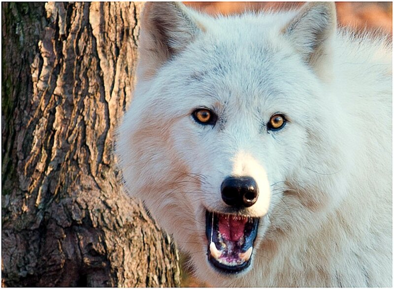 White Wolf with Open Mouth — Intense