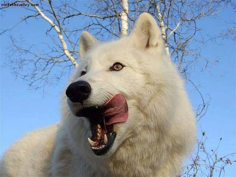 White Wolf with Open Mouth — Natural
