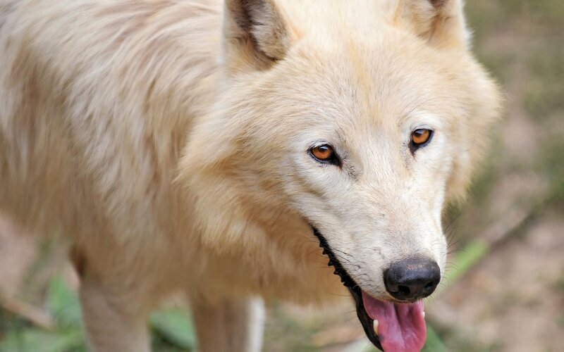 white wolf with open mouth