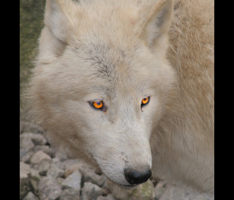 White Wolf with Orange Eyes
