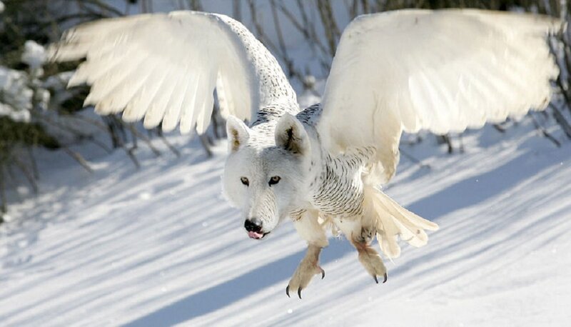 White Wolf with Owl Wings