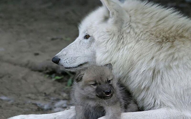 White Wolf with Pup — Calm, Photograph, Ground