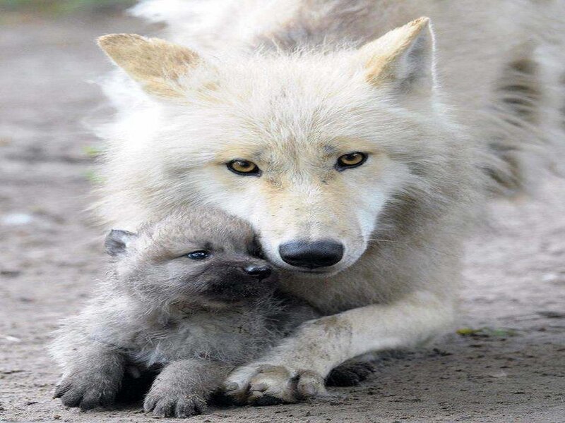 White Wolf with Pup — Calm, Photograph