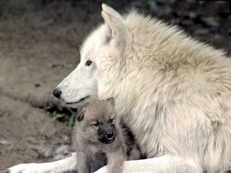 White Wolf with Pup — Calm